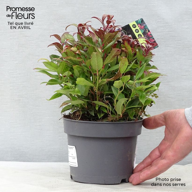 Example of Leucothoe fontanesiana Scarletta Vaso da 2L/3L as you get in printemps
