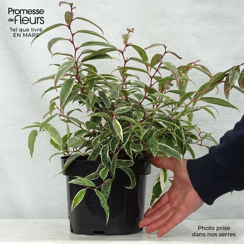 Example of Leucothoe fontanesiana Whitewater Vaso da 2L/3L as you get in printemps