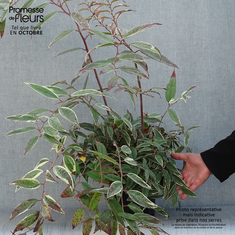 Esemplare di Leucothoe fontanesiana Whitewater Vaso da 2L/3L come consegnato in autunno