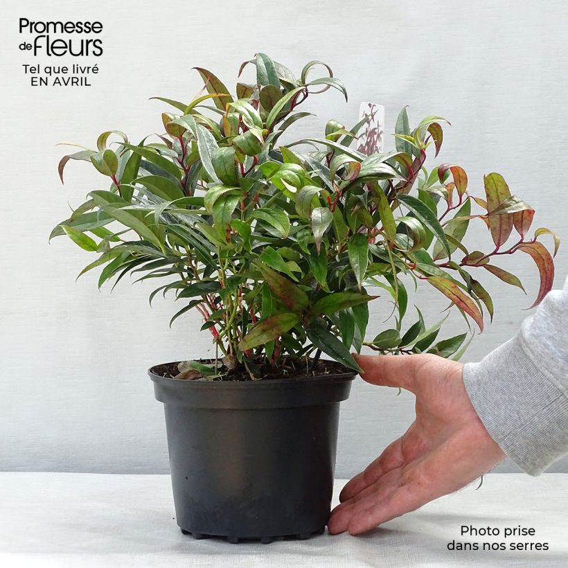 Leucothoe keiskei Burning Love Vaso da 2L/3L esemplare consegnato in primavera