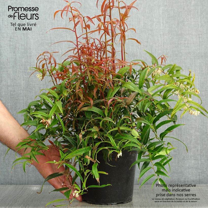 Leucothoe keiskei Halloween Vaso da 4L/5L esemplare consegnato in primavera