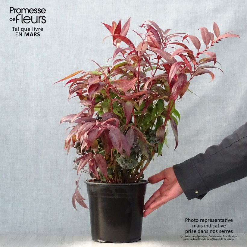 Leucothoe walteri Royal Ruby Vaso da 2L/3L esemplare consegnato in primavera