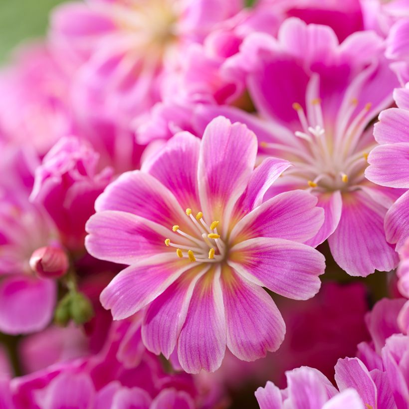 Lewisia Safira Tropic Pink (Fioritura)