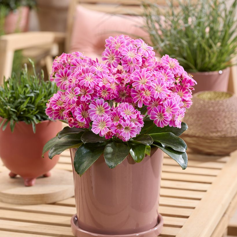 Lewisia Safira Tropic Pink (Porto)