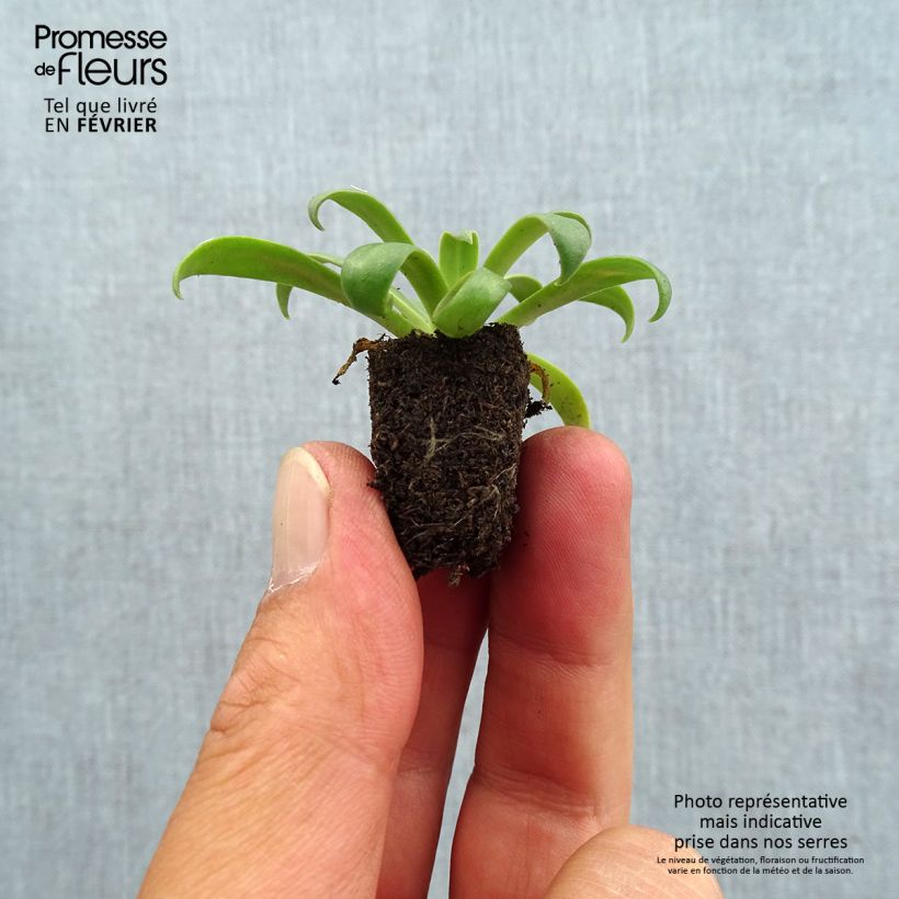 Example of Lewisia cotyledon Golden Yellow Mini zolla Ø 1,5/2,5 cm as you get in automne