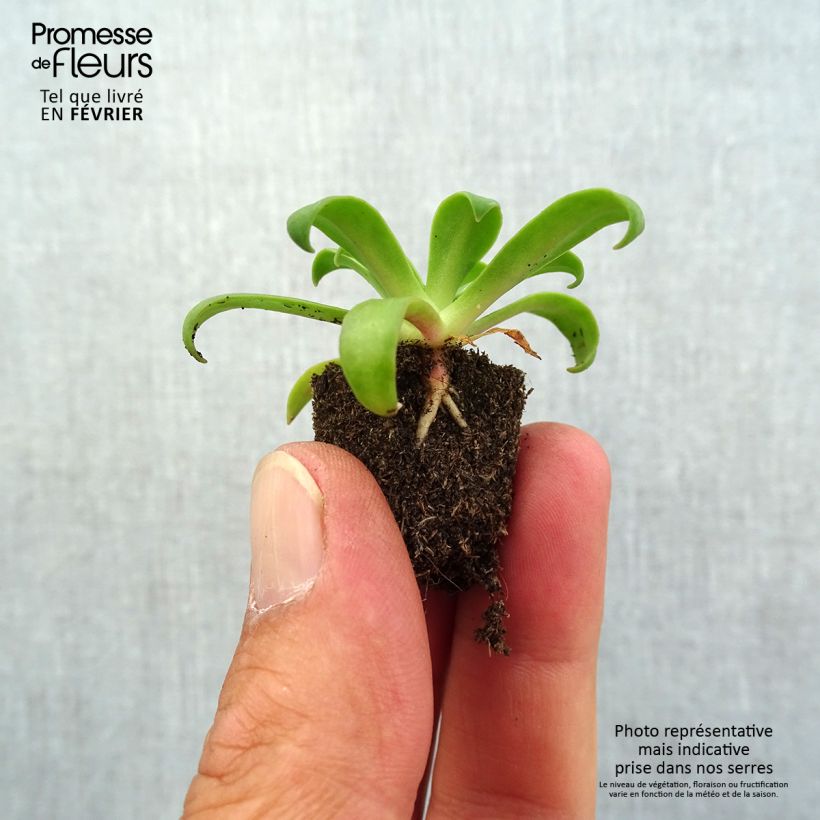 Example of Lewisia cotyledon Ruby Red Mini zolla Ø 1,5/2,5 cm as you get in automne