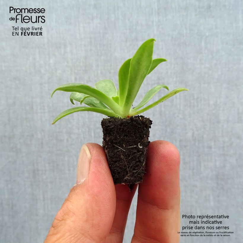 Example of Lewisia cotyledon Ultra Violet Mini zolla Ø 1,5/2,5 cm as you get in automne