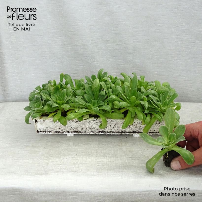 Lewisia cotyledon Elise Mix Mini zolla Ø 1,5/2,5 cm esemplare consegnato in primavera