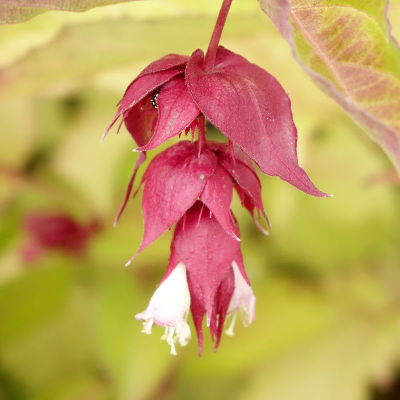 Leycesteria formosa Golden Lanterns (Fioritura)
