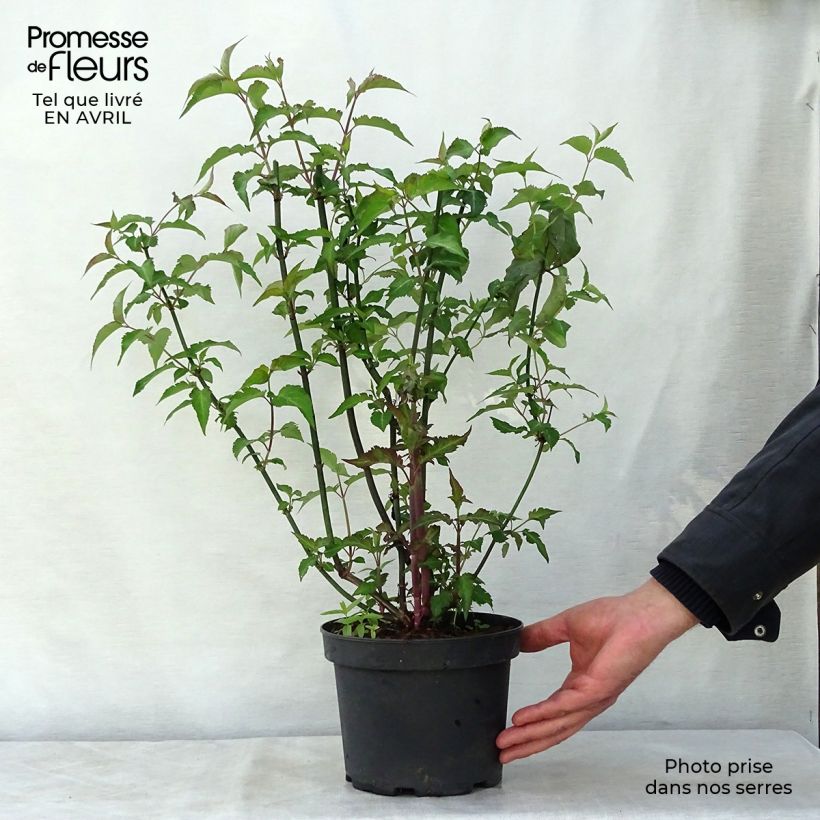 Leycesteria formosa Purple Rain Vaso da 2L/3L esemplare consegnato in primavera