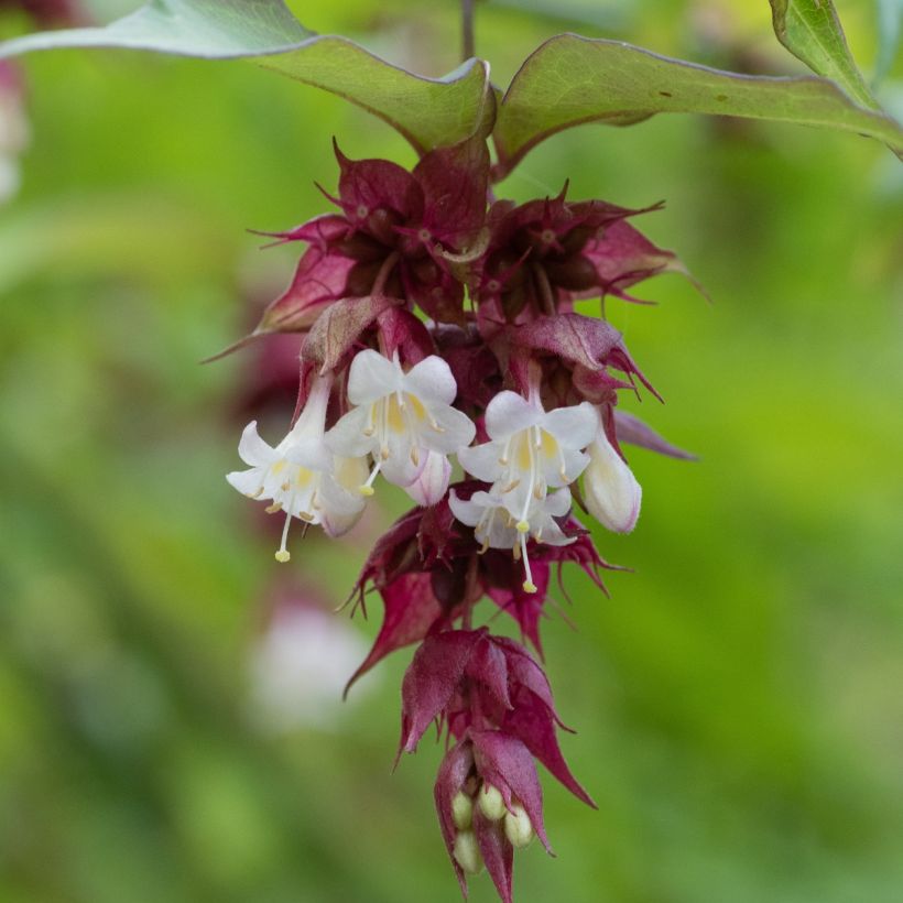 Leycesteria formosa (semi) - Caprifoglio himalayano (Fioritura)