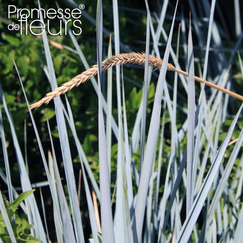 Leymus arenarius Blue Dune - Orzo delle sabbie (Foliage)
