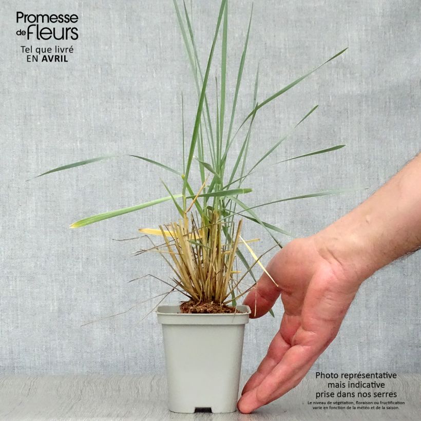 Leymus arenarius - Orzo delle sabbie Vasetto da 8/9 cm esemplare consegnato in primavera