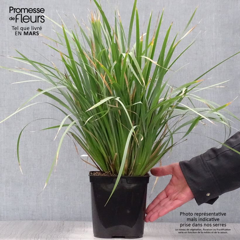 Libertia sessiliflora Caerulescens Vaso da 2L/3L esemplare consegnato in primavera