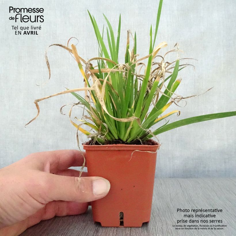 Example of Libertia grandiflora Vasetto da 8/9 cm as you get in printemps