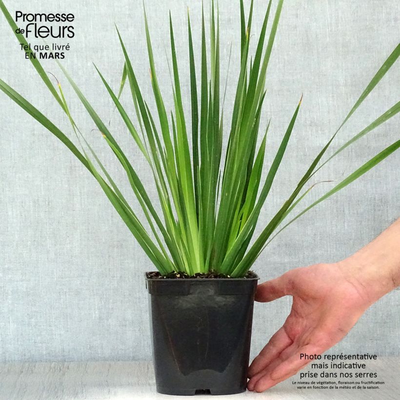 Example of Libertia grandiflora Vaso da 2L/3L as you get in printemps