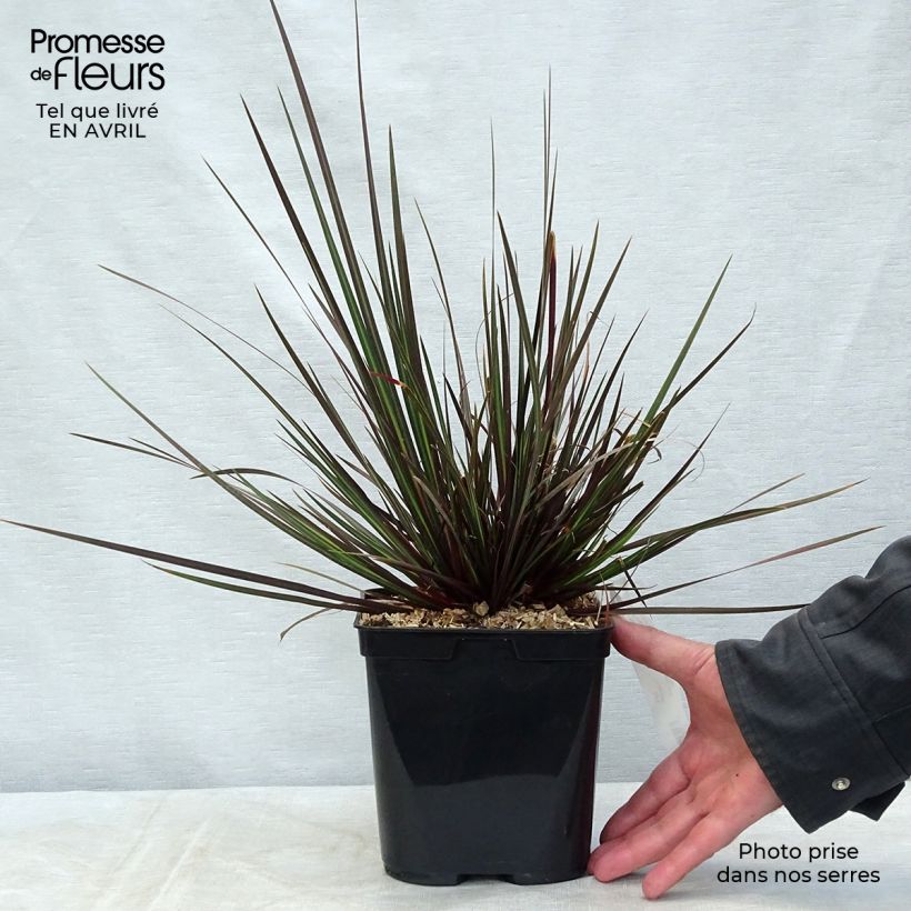 Example of Libertia ixioides Taupo Sunset Vaso da 2L/3L as you get in printemps