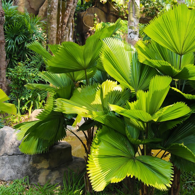 Licuala grandis (Porto)