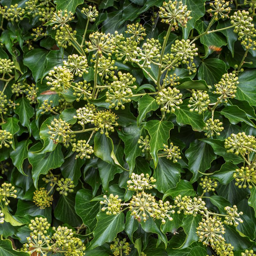Lierre arbustif - Hedera helix Arborescens (Fioritura)