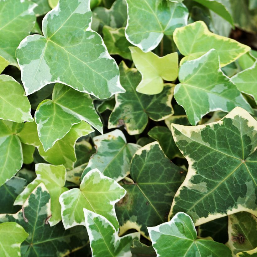Hedera helix Eva - Edera variegata (Fogliame)