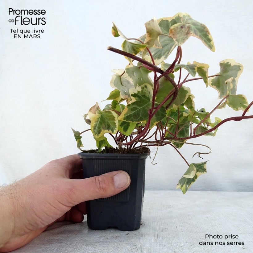 Example of Hedera helix Goldchild - Edera variegata Vasetto da 8/9 cm as you get in printemps