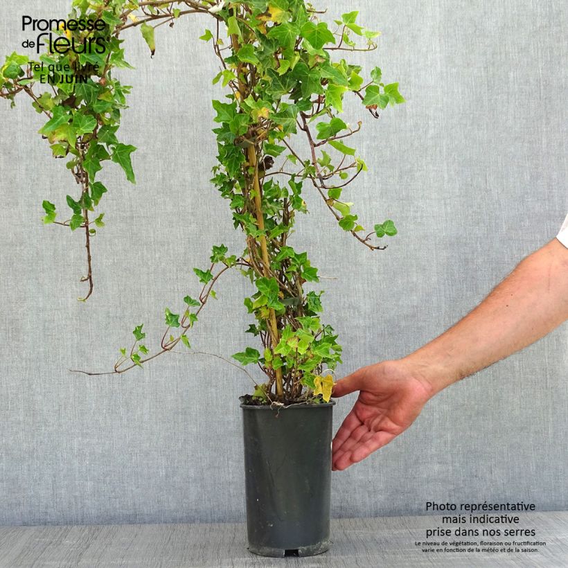 Example of Hedera helix Ivalace - Edera Vaso da 2L/3L as you get in printemps
