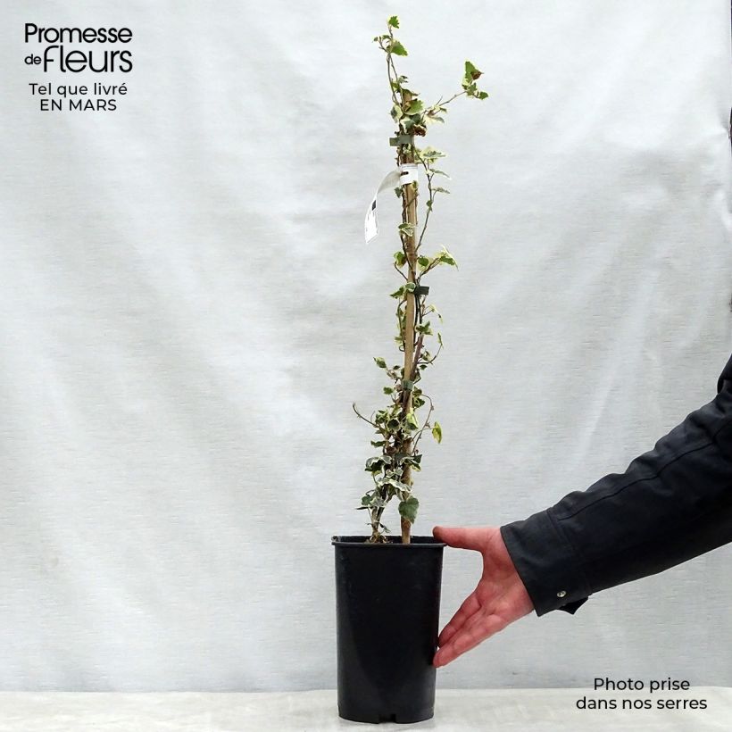 Example of Hedera helix Marginata Elegantissima - Edera variegata Vaso da 2L/3L as you get in printemps