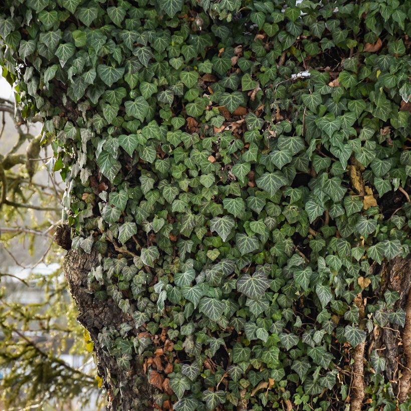 Hedera helix Woerner - Edera (Plant habit)