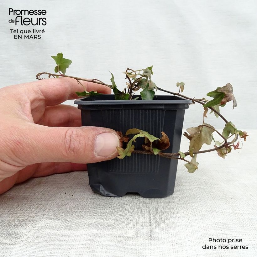 Example of Hedera helix - Edera comune Vasetto da 8/9 cm as you get in printemps