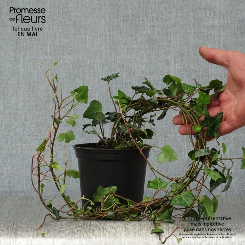Example of Hedera helix - Edera comune Vaso da 1L/1,5L as you get in printemps
