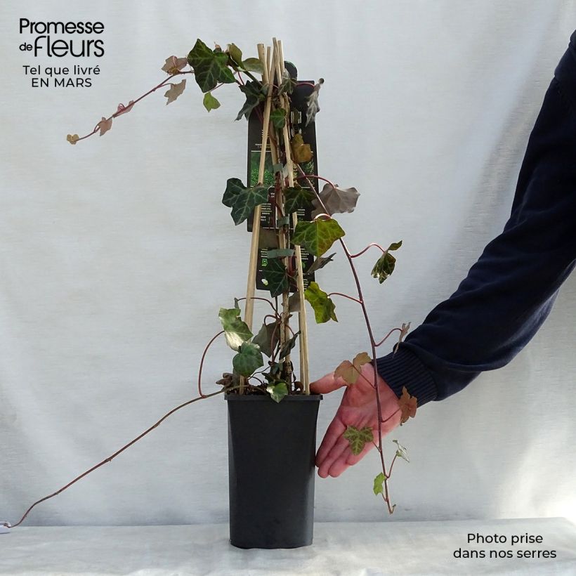 Example of Hedera hibernica - Edera irlandese Vaso da 1L/1,5L as you get in printemps