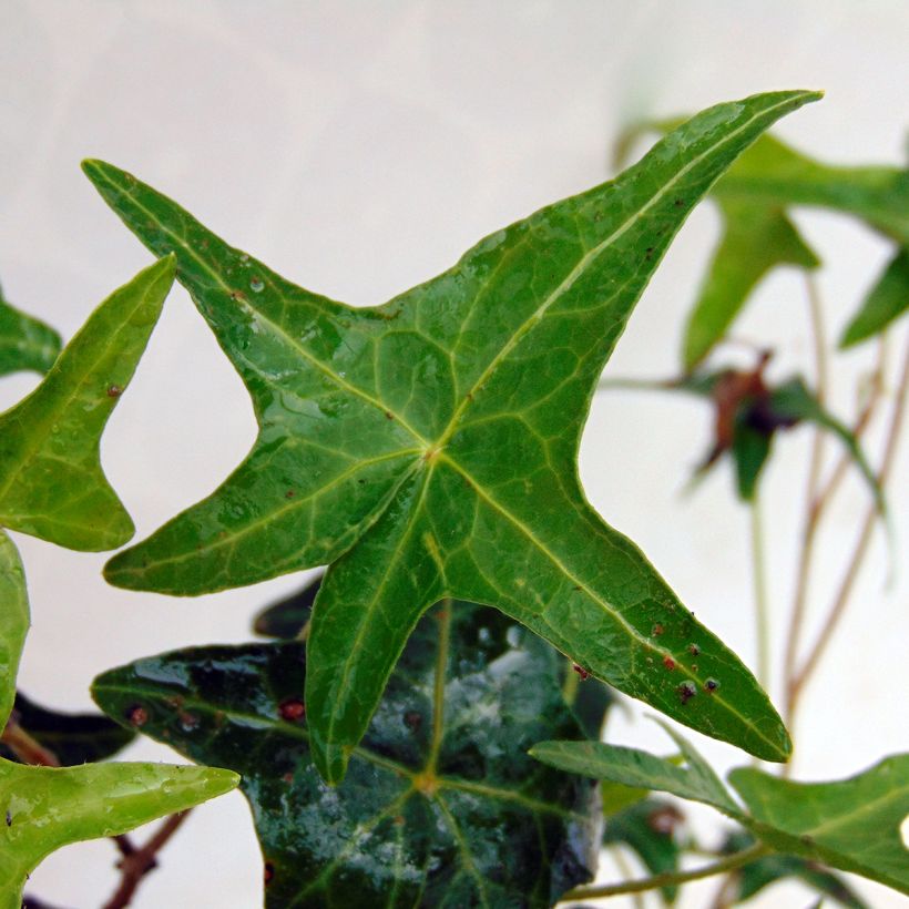 Hedera helix Sagittifolia - Edera (Foliage)