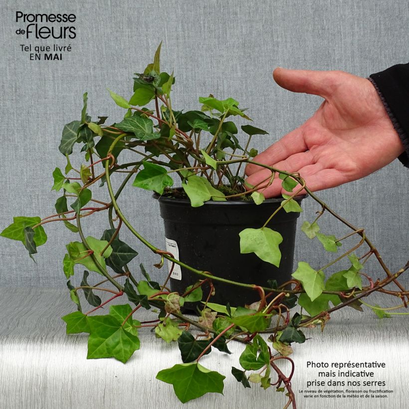 Example of Hedera hibernica - Edera irlandese Vaso da 2L/3L as you get in printemps
