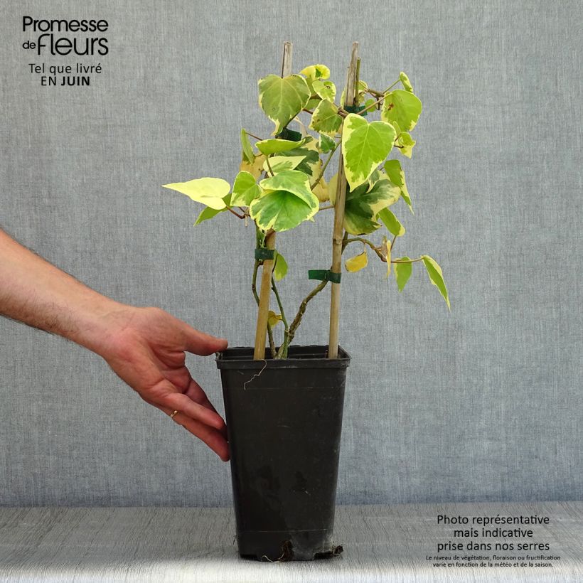 Example of Hedera colchica Dentata Variegata - Edera variegata Vaso da 2L/3L as you get in printemps