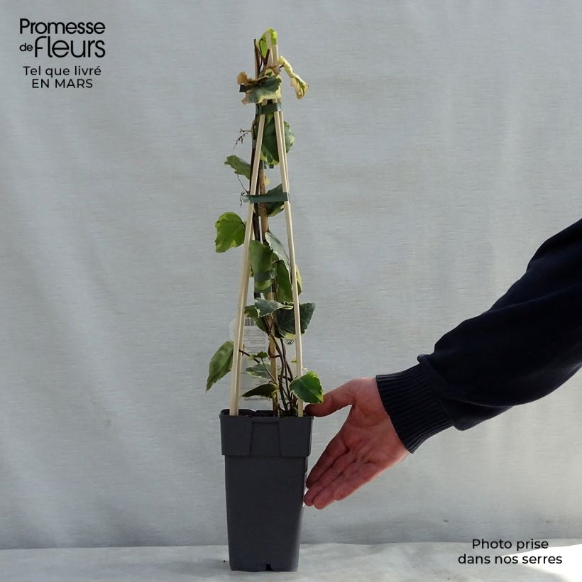 Example of Hedera colchica Dentata Variegata - Edera variegata Vaso da 1L/1,5L as you get in printemps