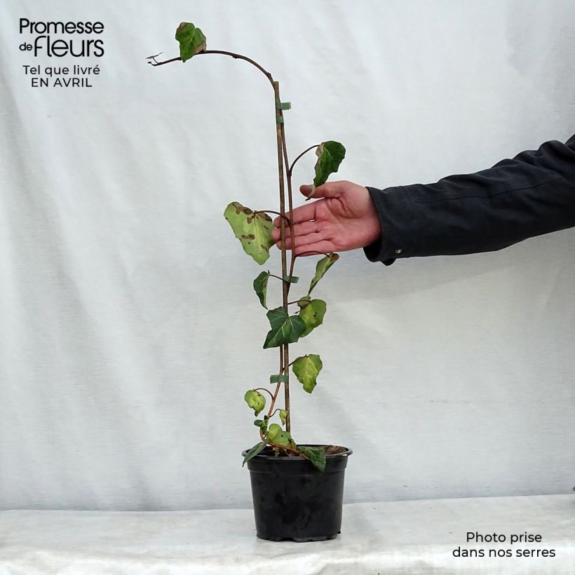 Hedera colchica Sulphur Heart - Edera variegata Vaso da 1,5L/2L esemplare consegnato in primavera