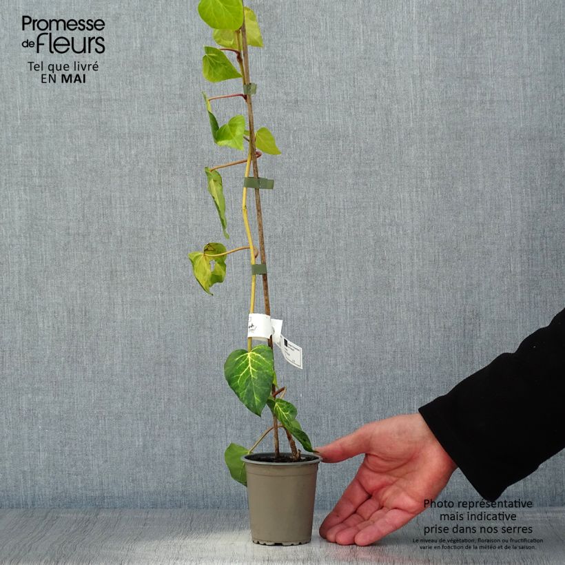 Hedera colchica Sulphur Heart - Edera variegata Vasetto da 8/9 cm esemplare consegnato in primavera