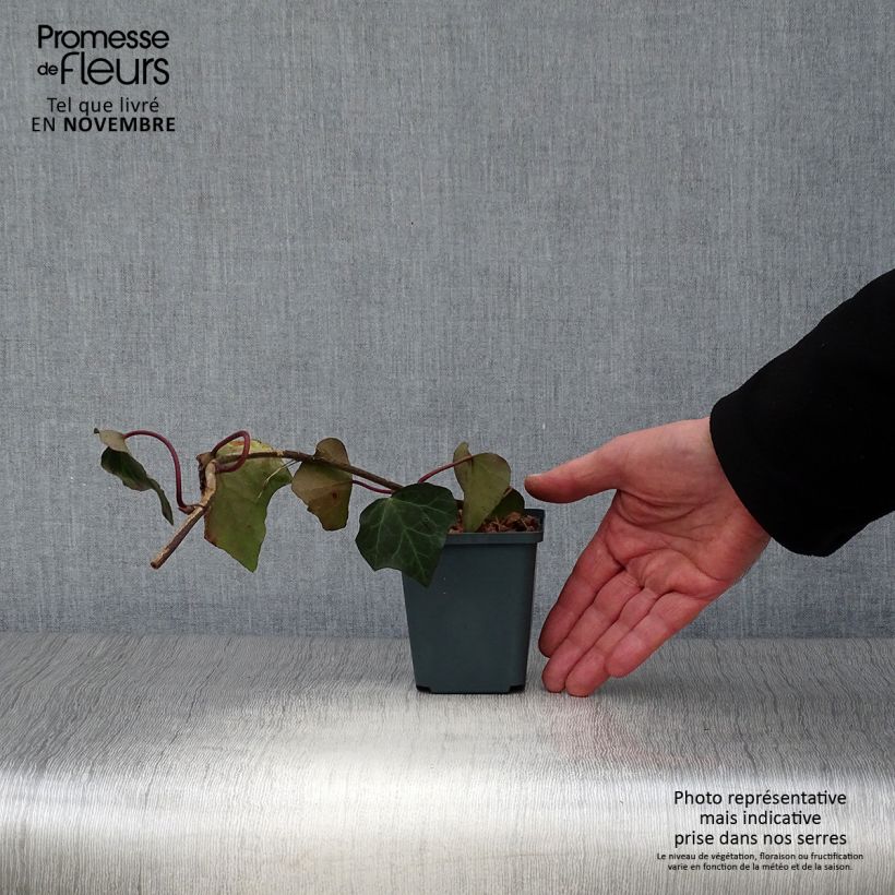 Esemplare di Hedera colchica - Edera Vasetto da 8/9 cm come consegnato in autunno