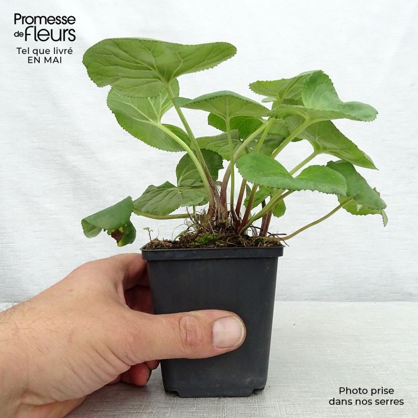 Ligularia Gregynog Gold Vasetto da 8/9 cm esemplare consegnato in primavera