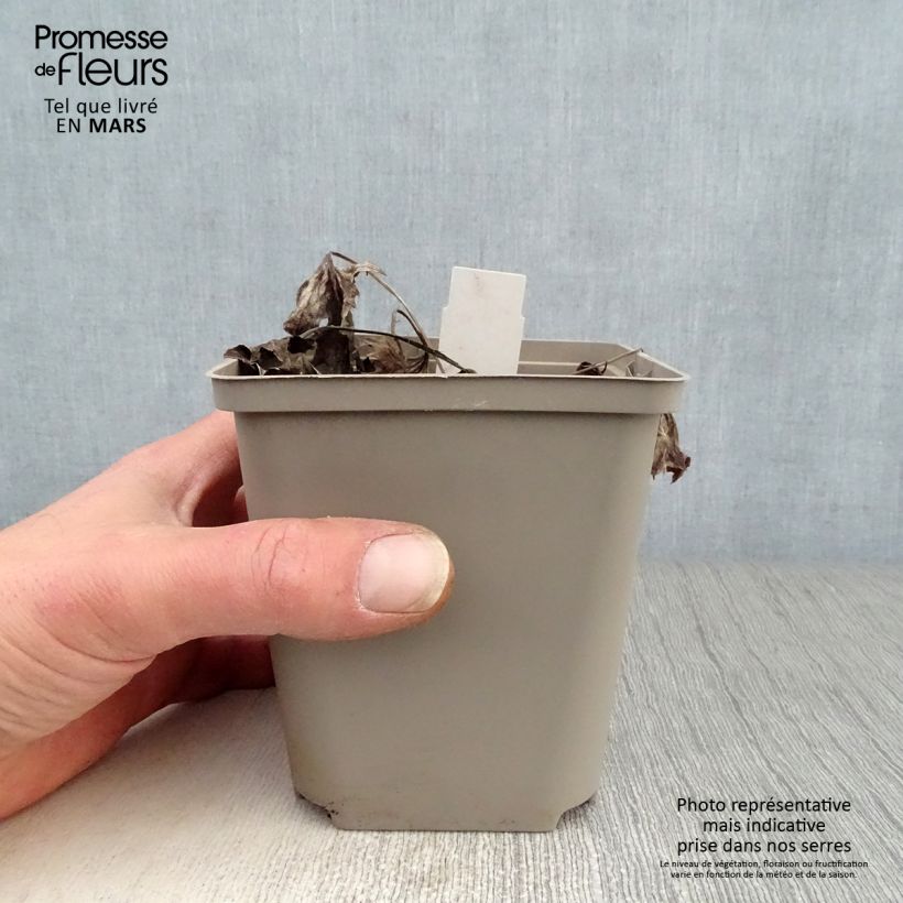 Ligularia Osiris Cafe Noir Vasetto da 8/9 cm esemplare consegnato in primavera