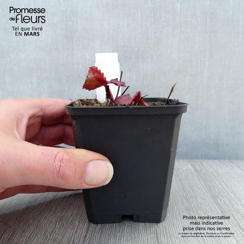 Example of Ligularia dentata Desdemona Vasetto da 8/9 cm as you get in printemps