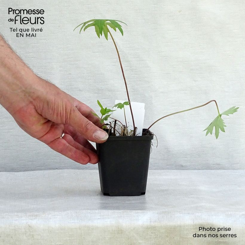 Example of Ligularia przewalskii Vasetto da 8/9 cm as you get in printemps