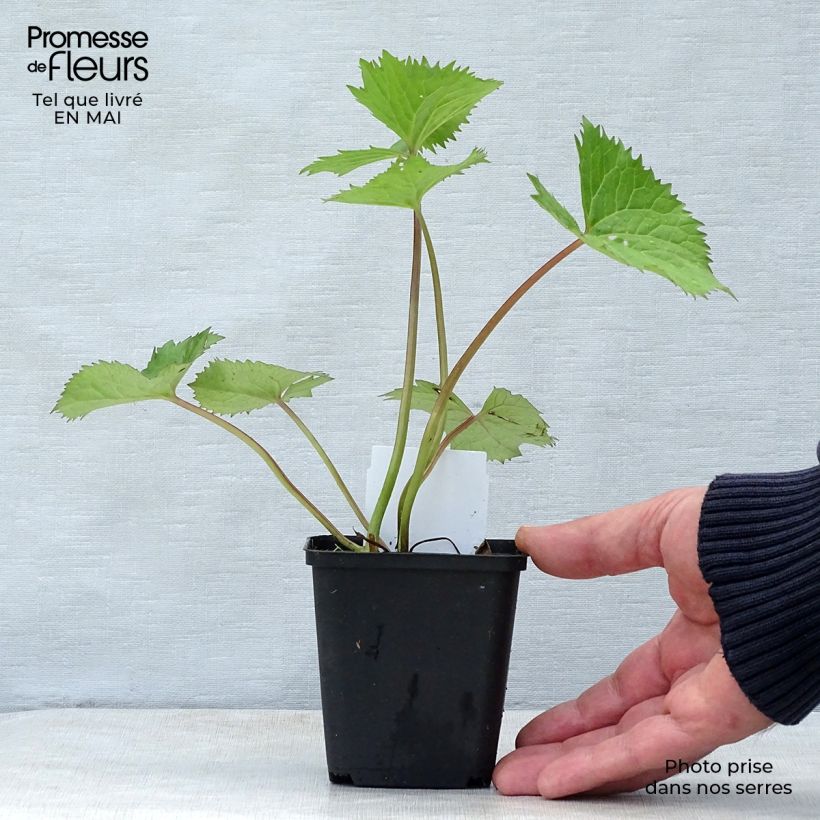 Ligularia stenocephala The Rocket Vasetto da 8/9 cm esemplare consegnato in primavera