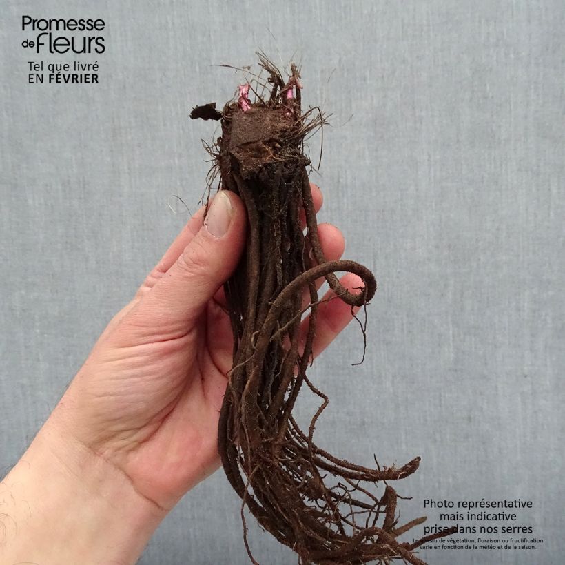 Ligularia hessei Lanternchern Piante piccole a radice nuda esemplare consegnato in inverno