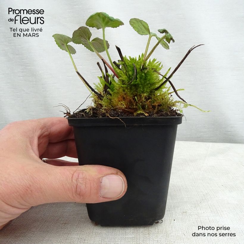 Ligularia hessei Vasetto da 8/9 cm esemplare consegnato in primavera