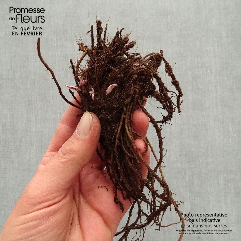 Ligularia dentata Little Golden Ray Piante piccole a radice nuda esemplare consegnato in inverno