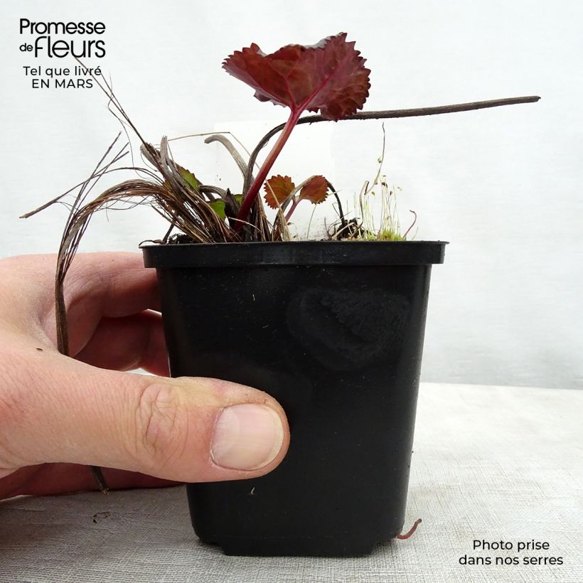 Ligularia dentata Britt-Marie Crawford Vasetto da 8/9 cm esemplare consegnato in primavera