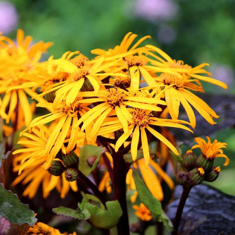 Ligularia dentata Dark Beauty (Fioritura)
