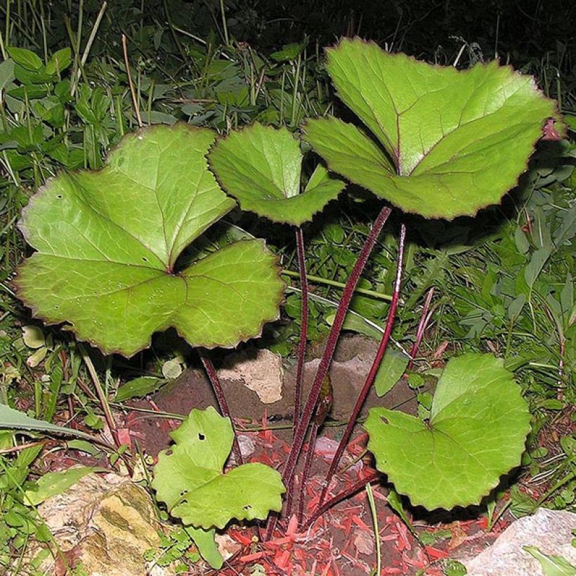 Ligularia dentata Desdemona (Foliage)