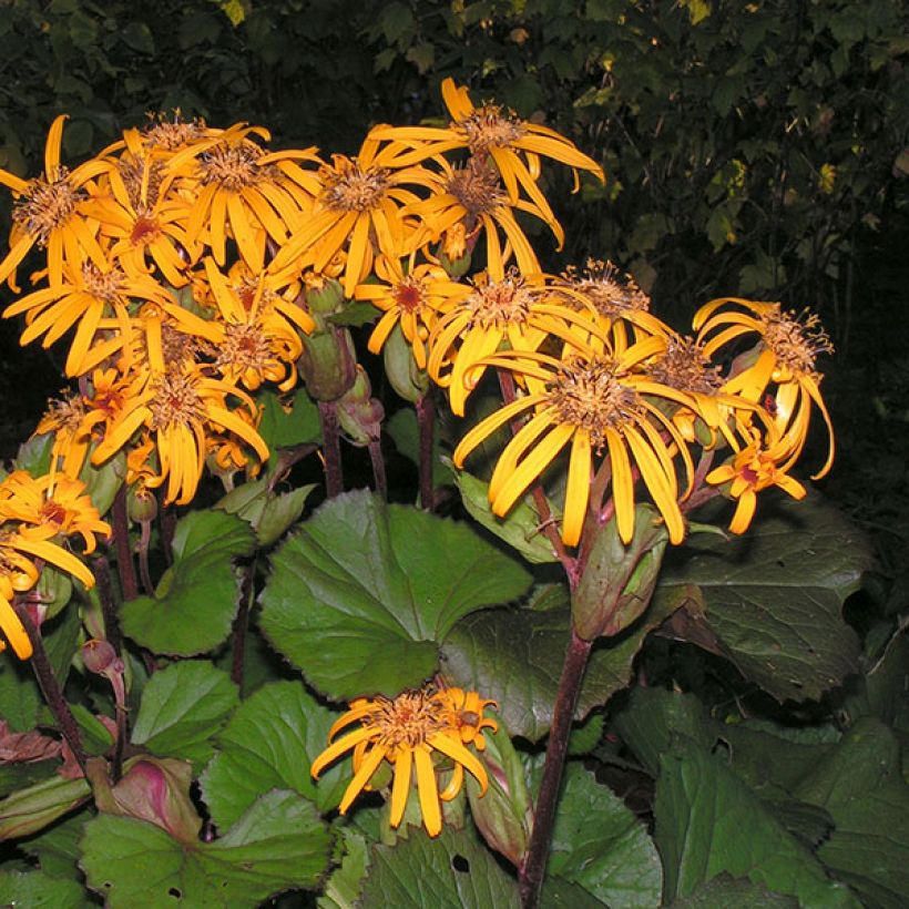 Ligularia dentata Desdemona (Flowering)